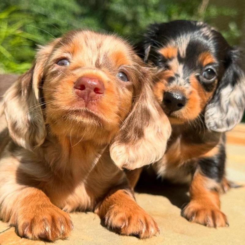 Cachorros salchichas Dachshund pelo largo y corto!! - 19