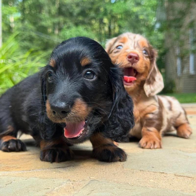 Cachorros salchichas Dachshund pelo largo y corto!! - 20