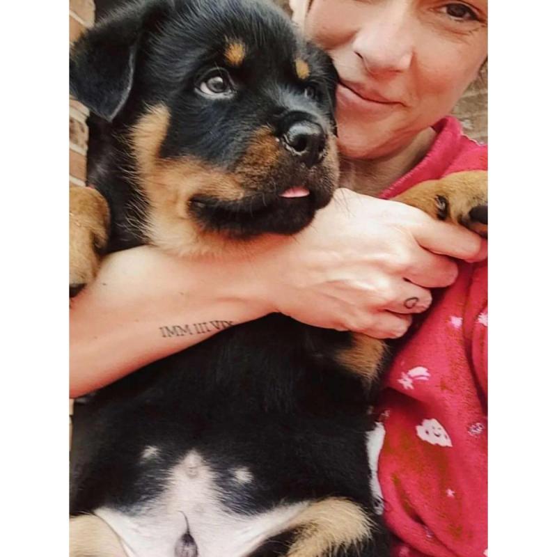 Cachorros rottweiler