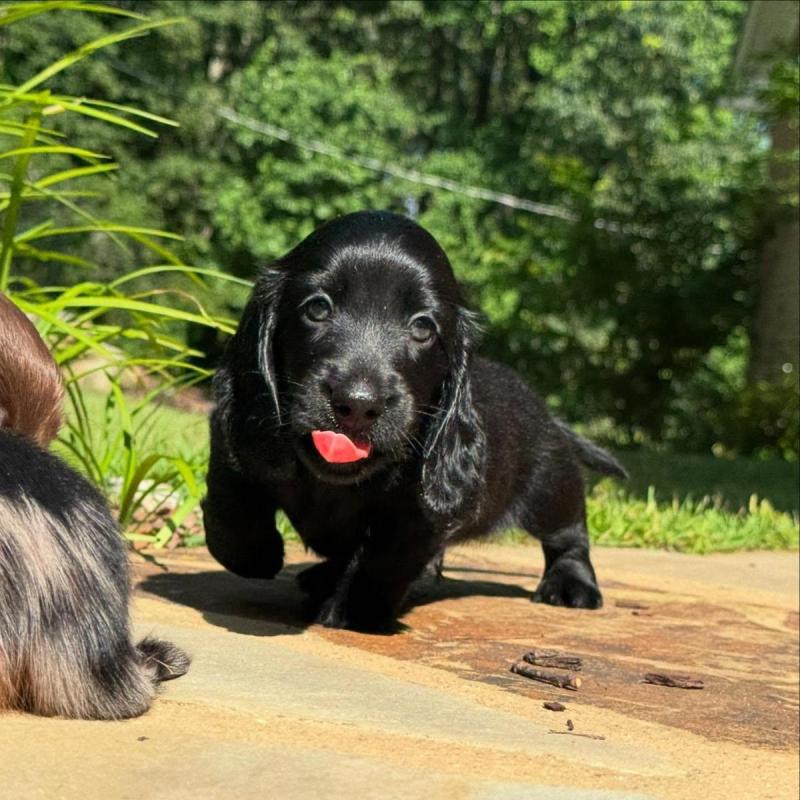 Cachorros salchichas Dachshund pelo largo y corto