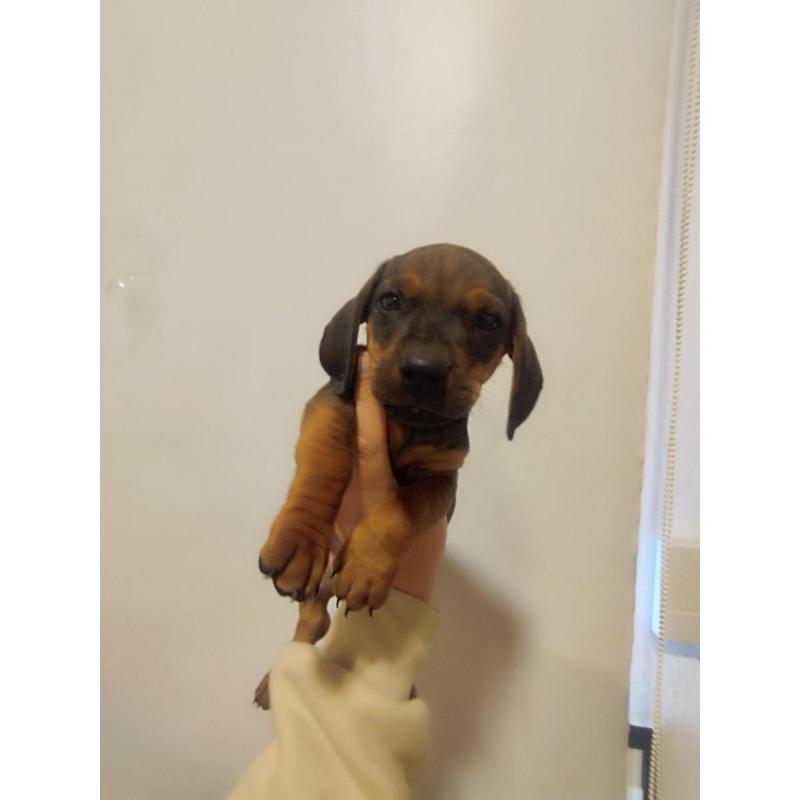 Dachshund "salchicha" macho