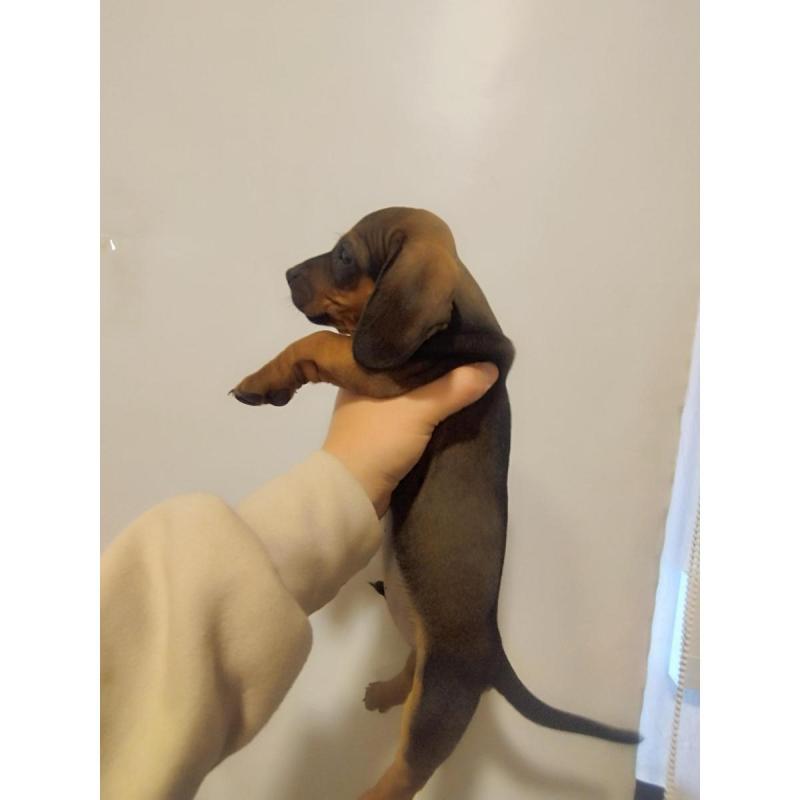 Dachshund "salchicha" macho - 2