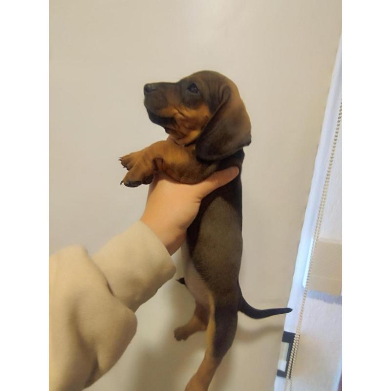 Dachshund "salchicha" macho - 3