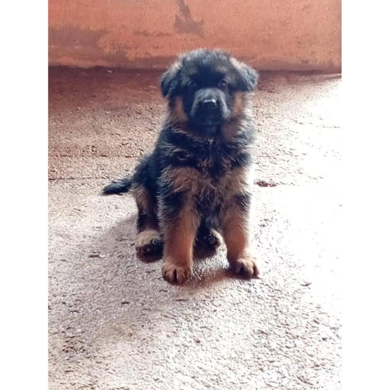 Cachorros Ovejeros Alemanes Machos