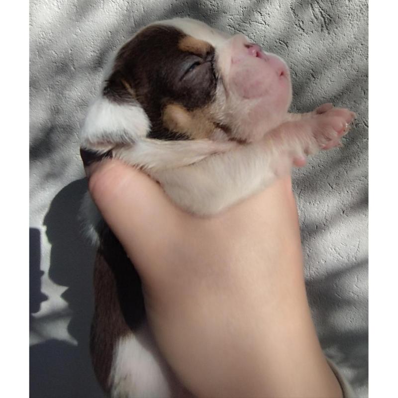 Bulldog ingles hemnbritas