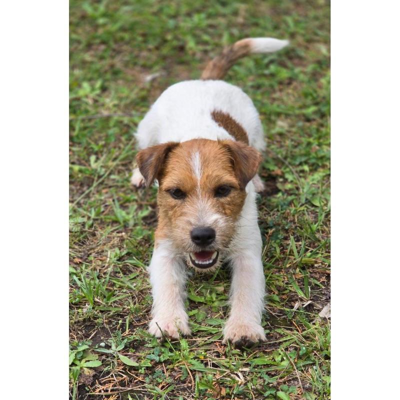 Jack Russell Terrier Macho