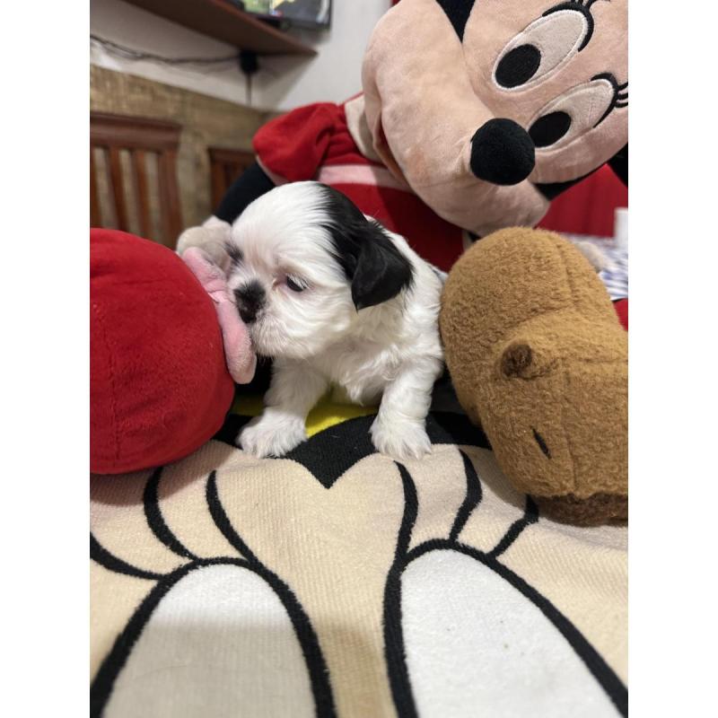 Shitzu puros tricolores