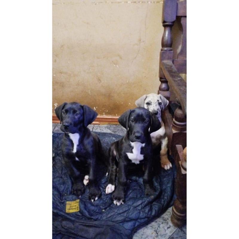 Cachorros machos de Gran Danés