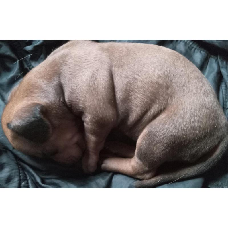 Cachorra dachshund mini para reservar