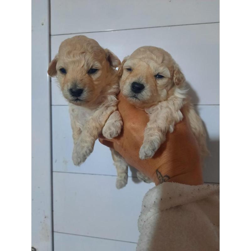 Caniche toy solo machos