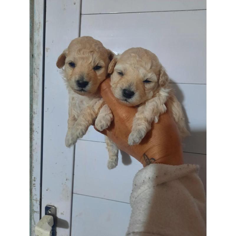 Caniche toy solo machos - 2/2