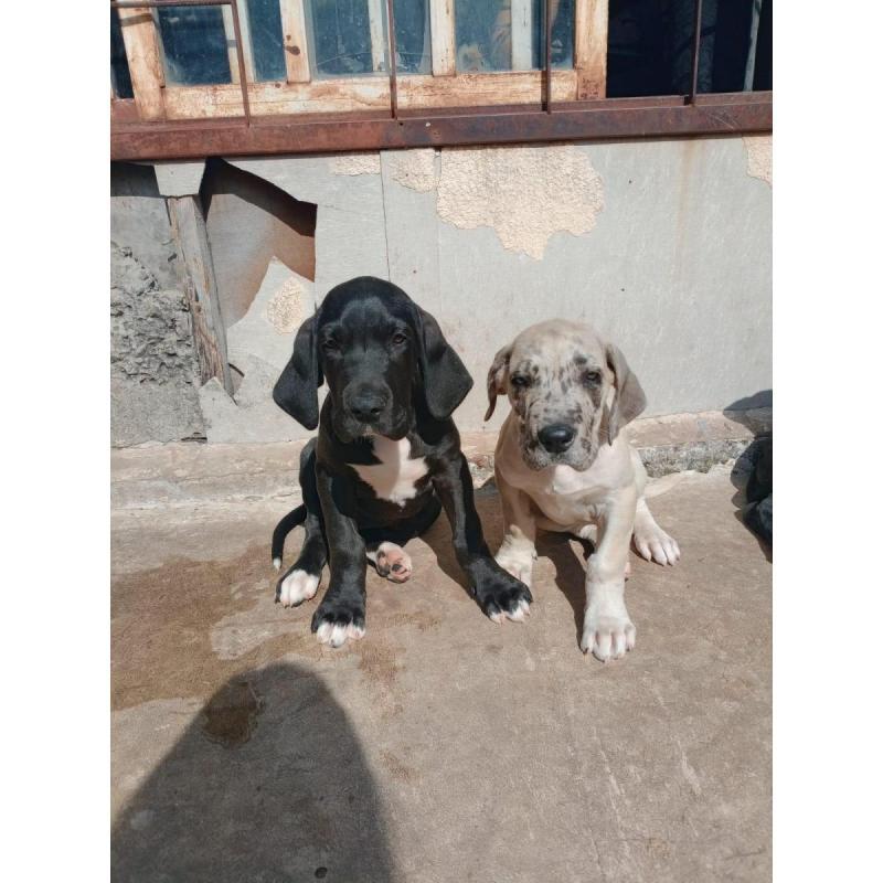 Cachorros Gran Danés