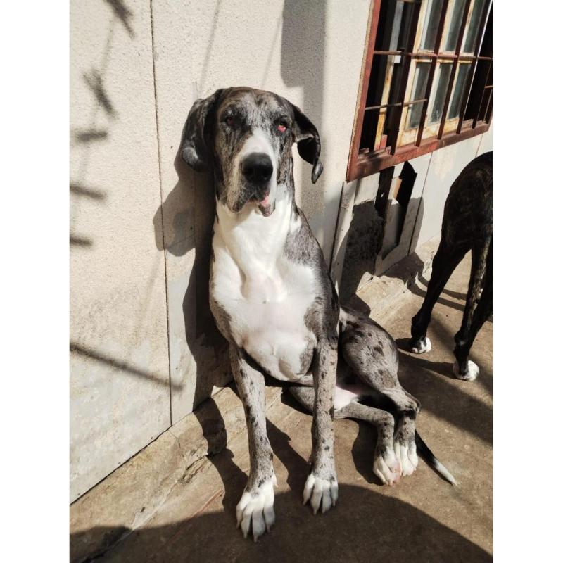 Cachorros Gran Danés - 6