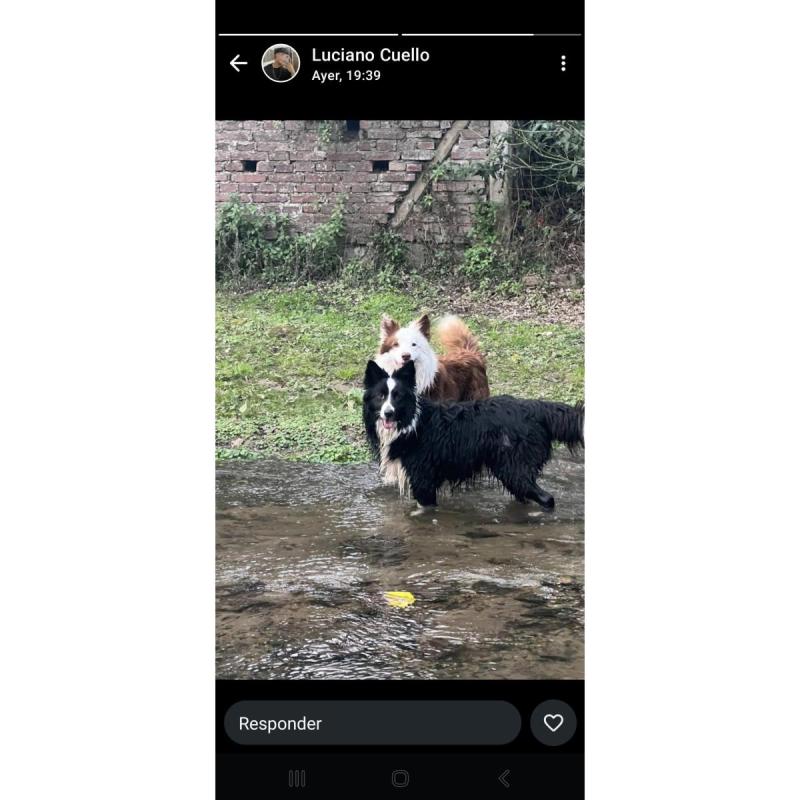 Cachorros Border Collie