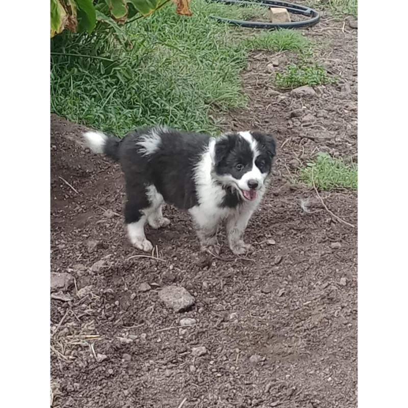 Cachorros Border Collie - 2