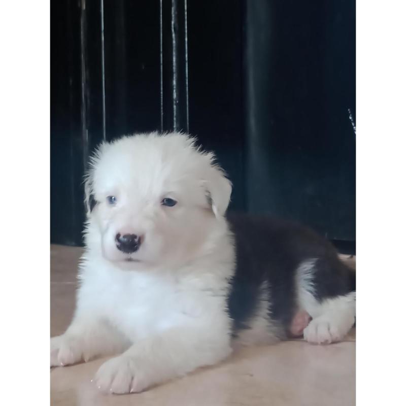 Cachorros Border Collie - 3