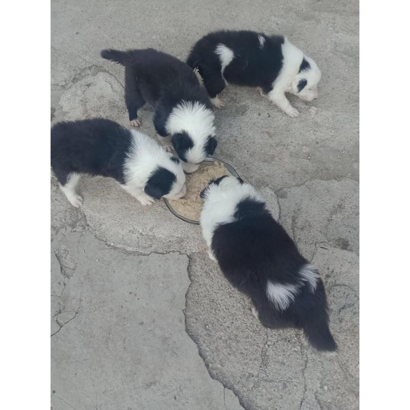 Cachorros Border Collie - 4