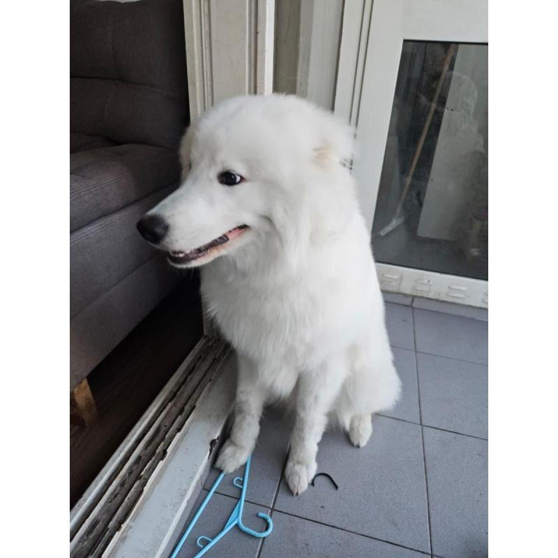 cachorro samoyedo