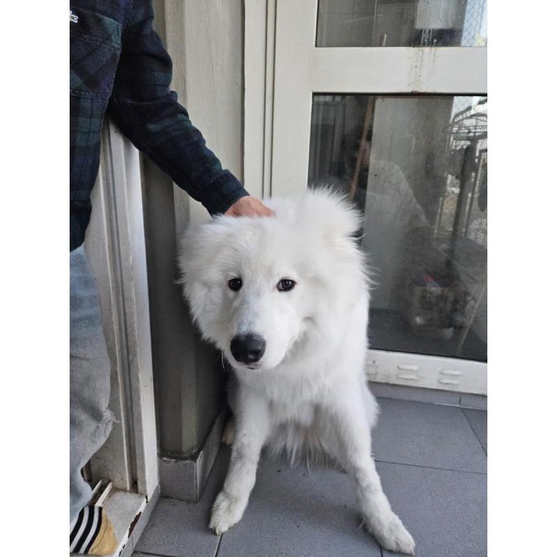 cachorro samoyedo - 2