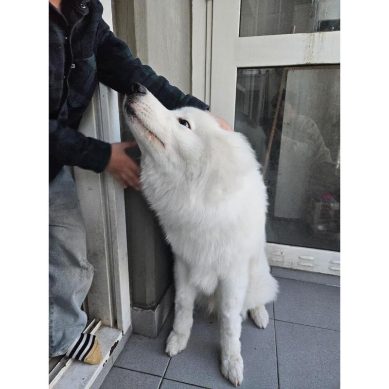 cachorro samoyedo - 3