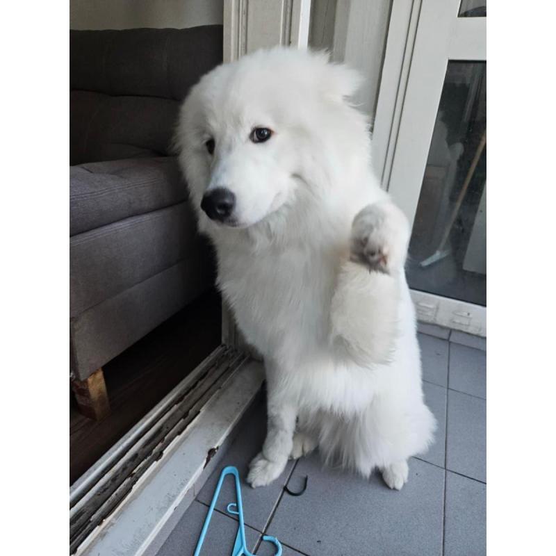 cachorro samoyedo - 4