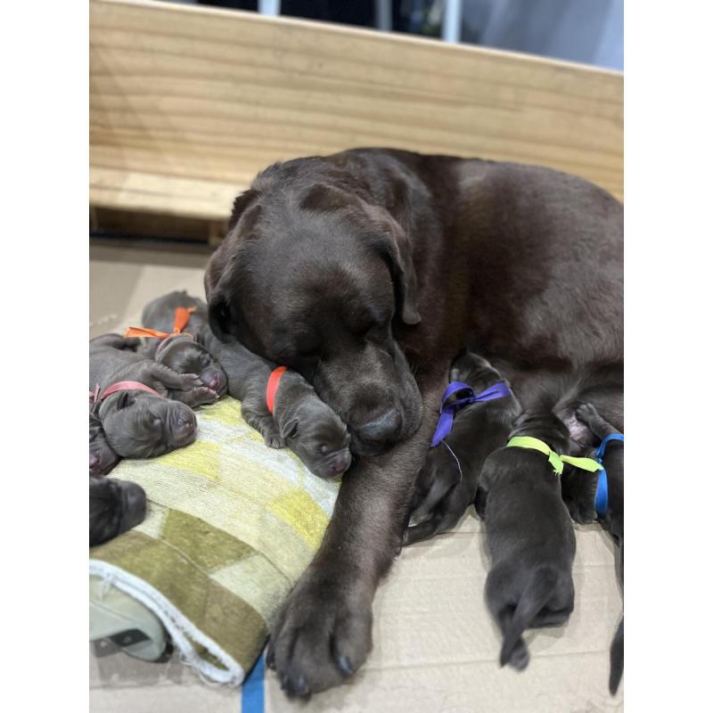 Cachorros labrador chocolate