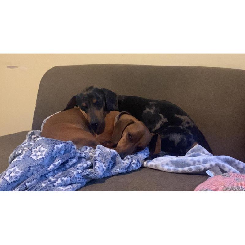 Vendo perros salchichas. Tel 3764663674