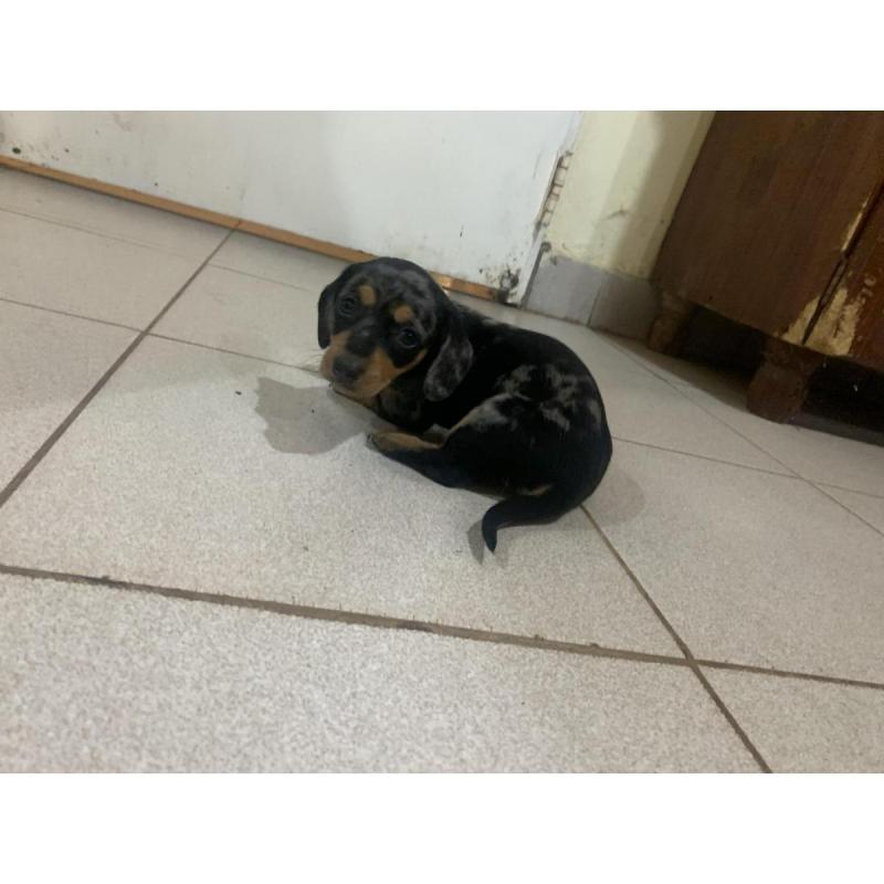 Vendo perros salchichas. Tel 3764663674 - 2