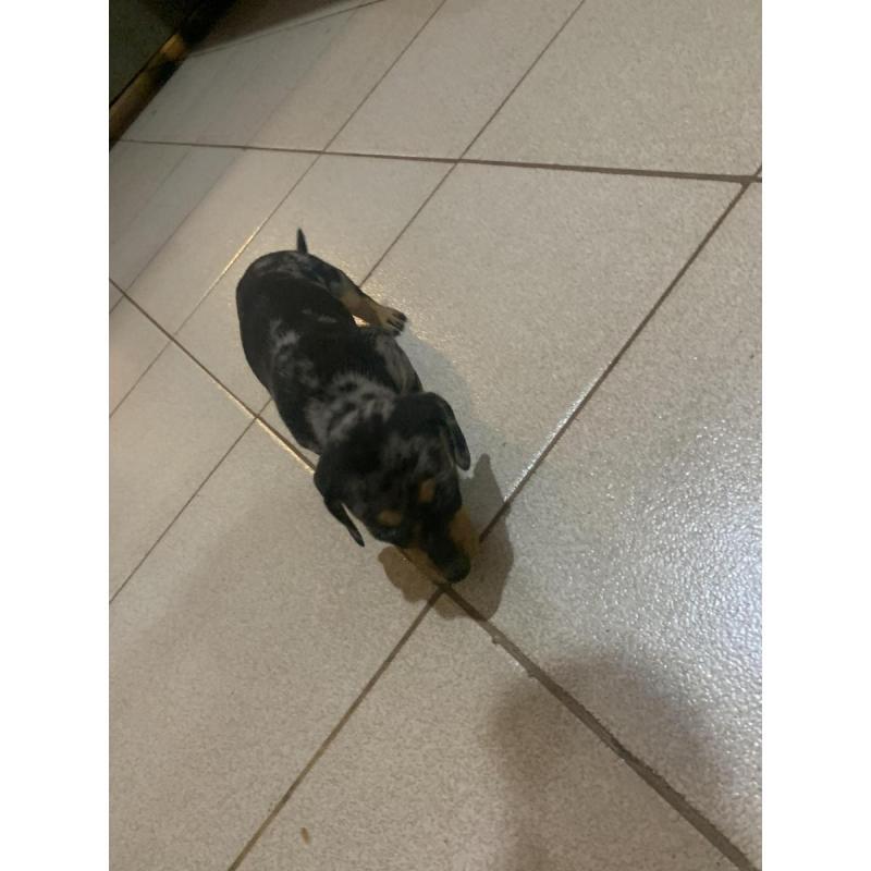 Vendo perros salchichas. Tel 3764663674 - 3