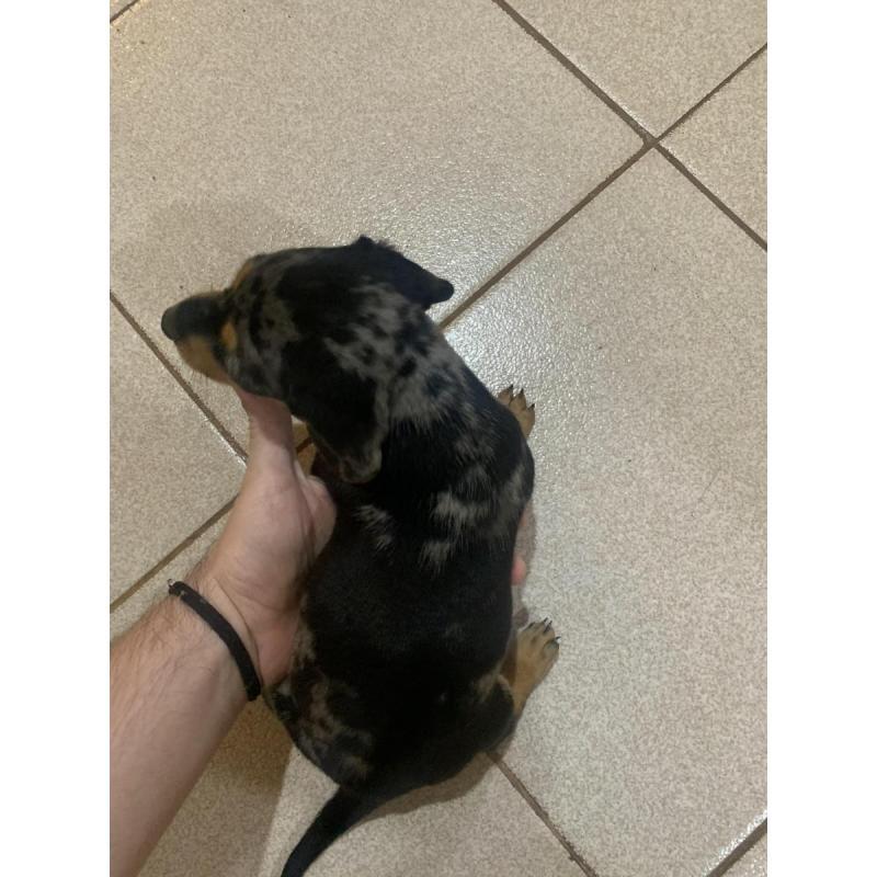 Vendo perros salchichas. Tel 3764663674 - 4