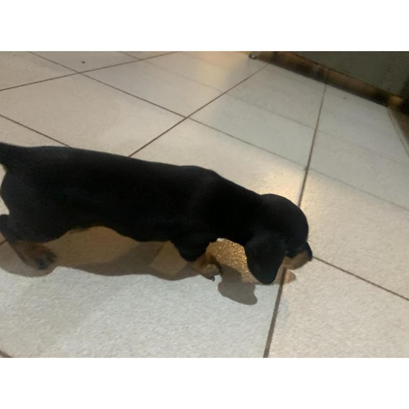 Vendo perros salchichas. Tel 3764663674 - 5