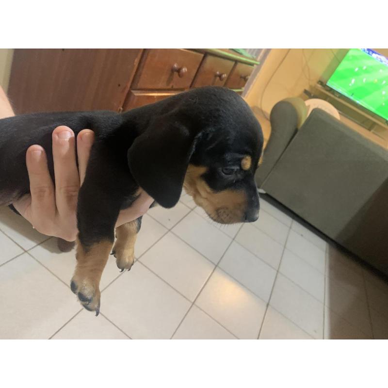Vendo perros salchichas. Tel 3764663674 - 6