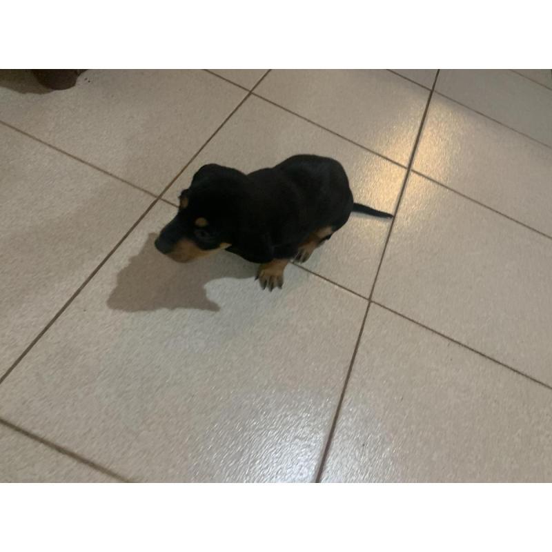 Vendo perros salchichas. Tel 3764663674 - 7