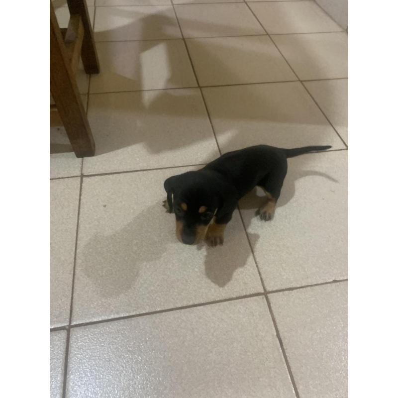 Vendo perros salchichas. Tel 3764663674 - 8