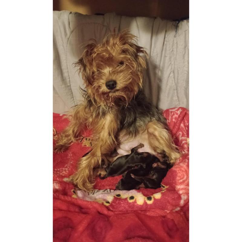 Yorkshire Terrier mini