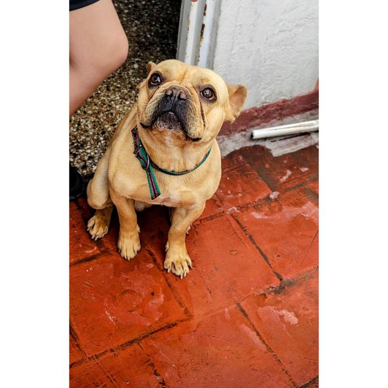 Vendo adorable bulldog frances