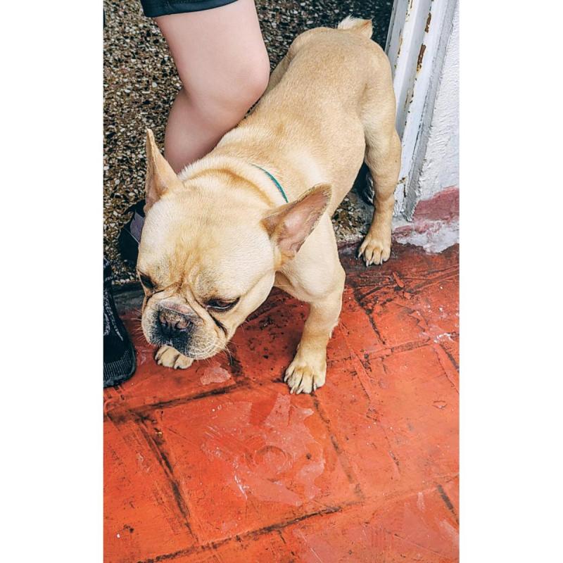 Vendo adorable bulldog frances - 2
