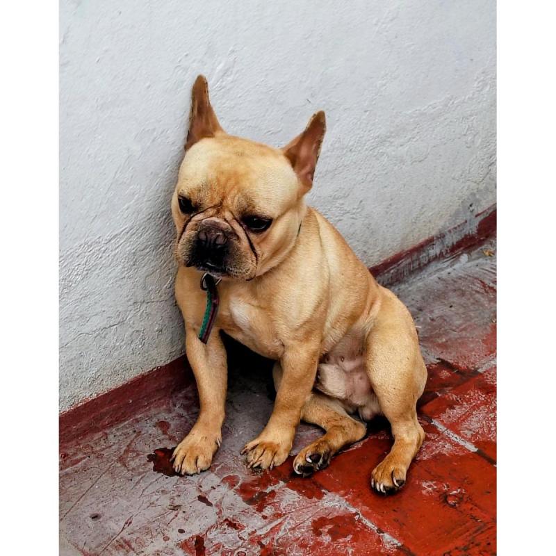 Vendo adorable bulldog frances - 3