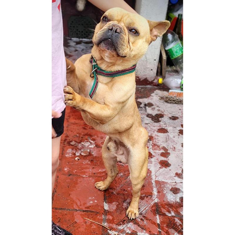 Vendo adorable bulldog frances - 4