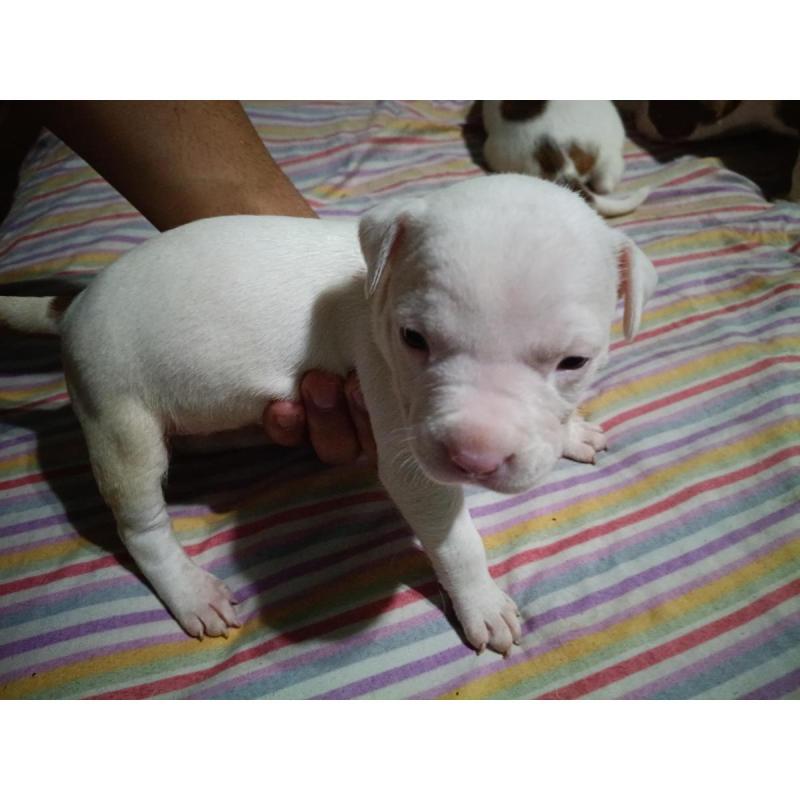 Cachorros Pitbull tel: 1164781512