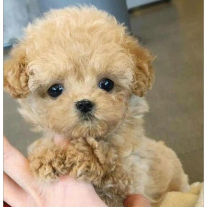 Caniches mini soñados para exigentes