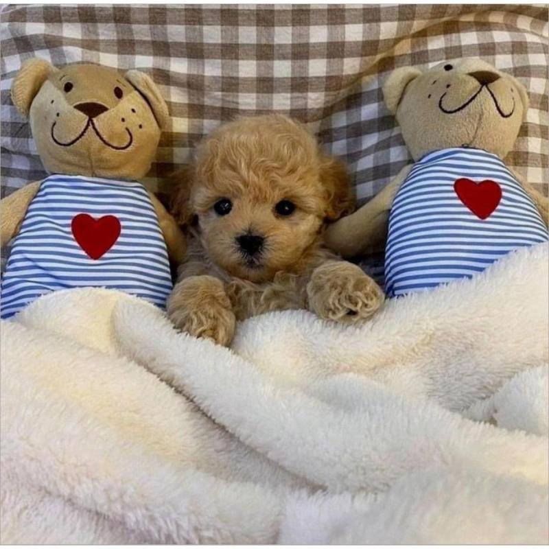 Caniches calidad premium de bolsillo