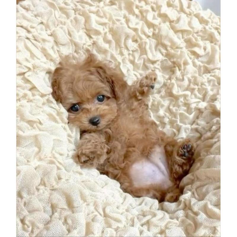 Caniche nena mini premier