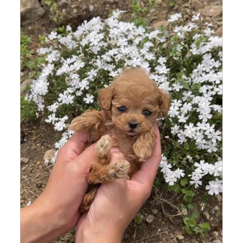 Caniches mini bombonas de calidad