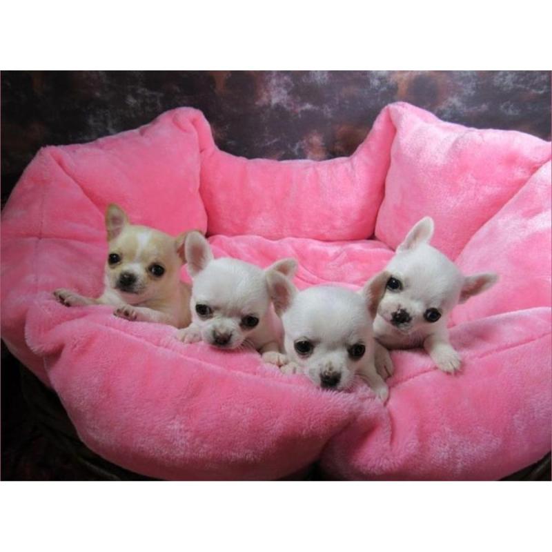 Cachorros Chihuahua únicos premier