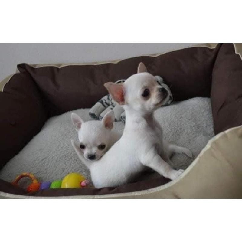 Cachorros Chihuahua únicos premier - 2
