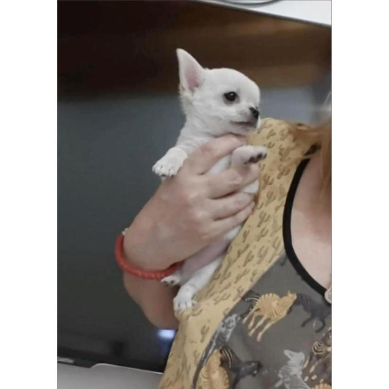 Cachorros Chihuahua únicos premier - 3