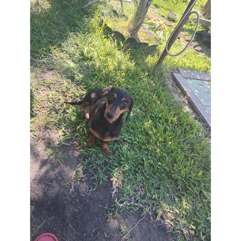 Cachorros salchichas