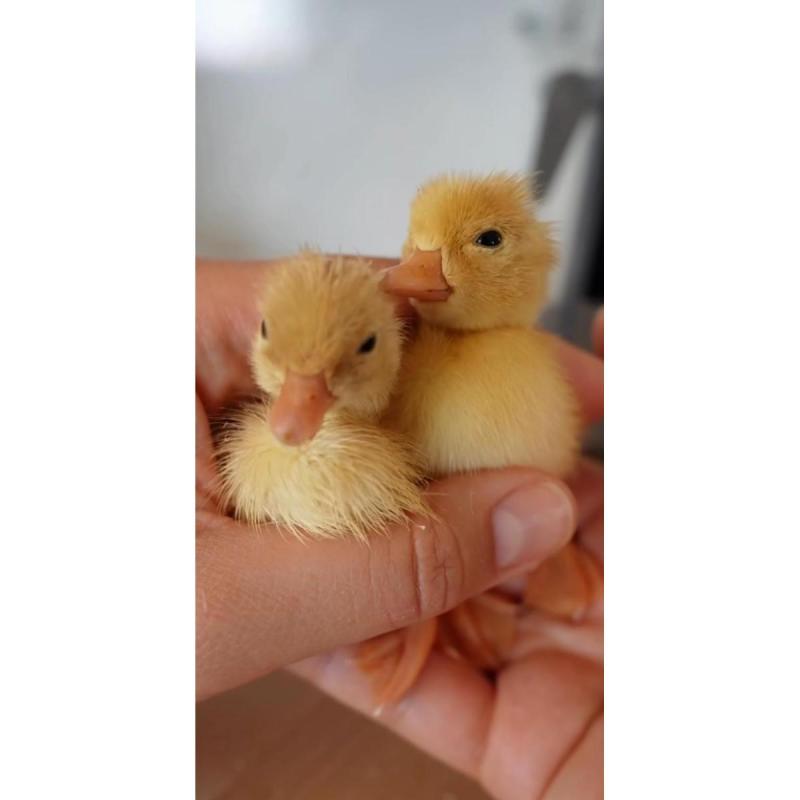 Patitos bebes ideal para niños