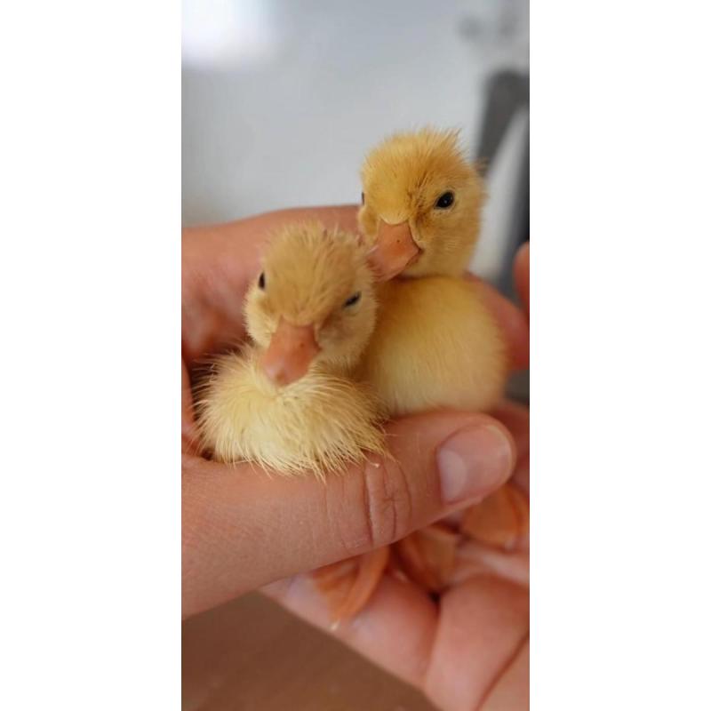 Patitos bebes ideal para niños - 2